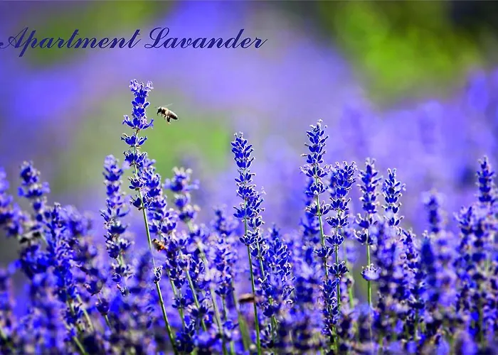 Ivankovic * Трогір